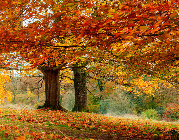 Autumn Escape